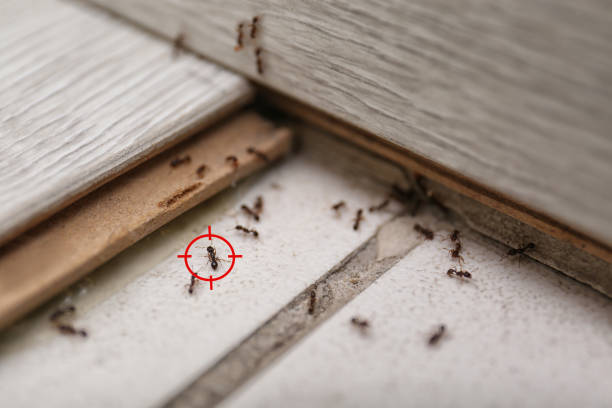 Best Best Pest Control Companies  in Stockton, CA