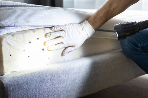 Best Local Pest Control Services  in Stockton, CA
