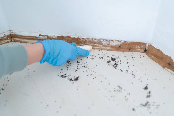 Best Wasp Removal Services  in Stockton, CA